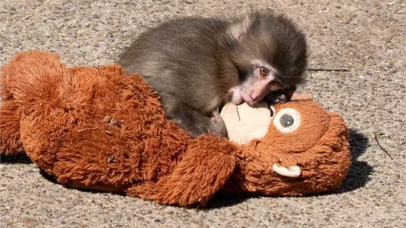 Fenômeno da internet, macaco Punch faz 1º aniversário. Como ele está hoje?