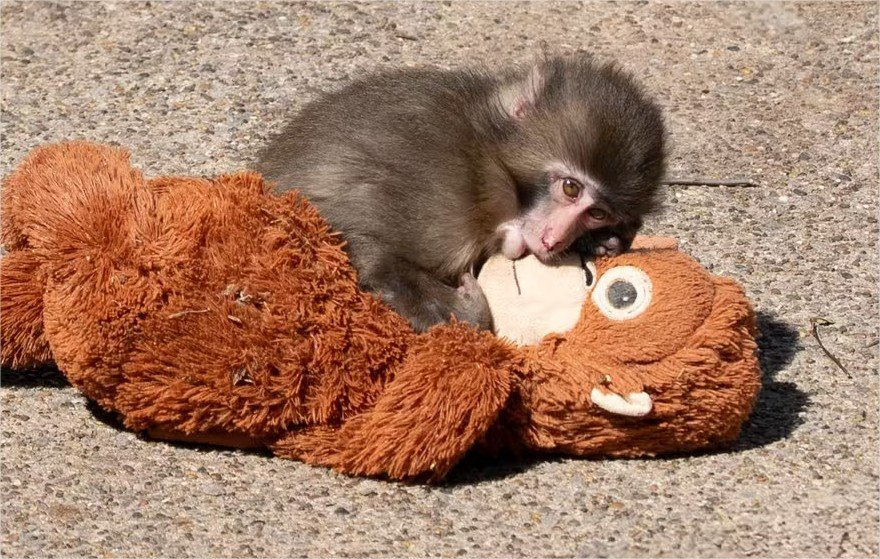 Fenômeno da internet, macaco Punch faz 1º aniversário. Como ele está hoje?