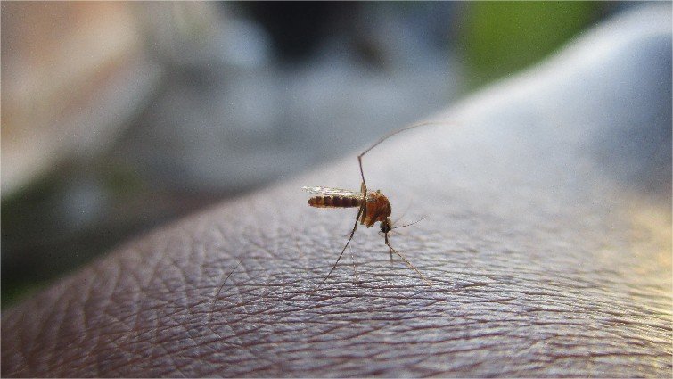 Sorriso consegue frear a dengue e a chikungunya no início de 2026