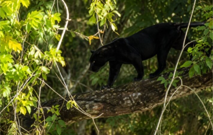 Felinos dividem o mesmo caminho e protagonizam flagrante raro no Alto Xingu, em Mato Grosso