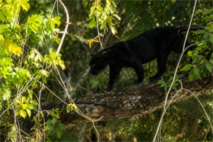 Felinos dividem o mesmo caminho e protagonizam flagrante raro no Alto Xingu, em Mato Grosso