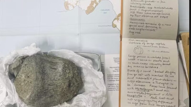 Como primeiro fóssil de dinossauro achado na Antártida passou 40 anos esquecido em gaveta