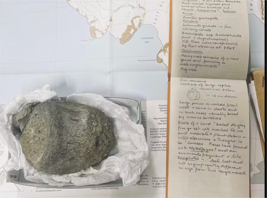 Como primeiro fóssil de dinossauro achado na Antártida passou 40 anos esquecido em gaveta