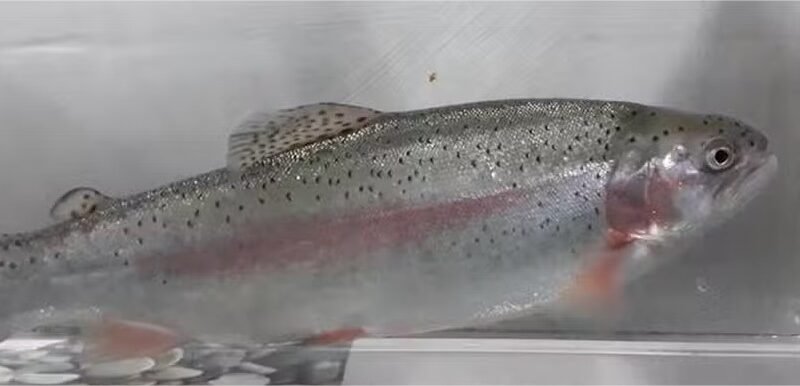 Peixes têm pescoço? Estes cientistas acham que sim; entenda por quê