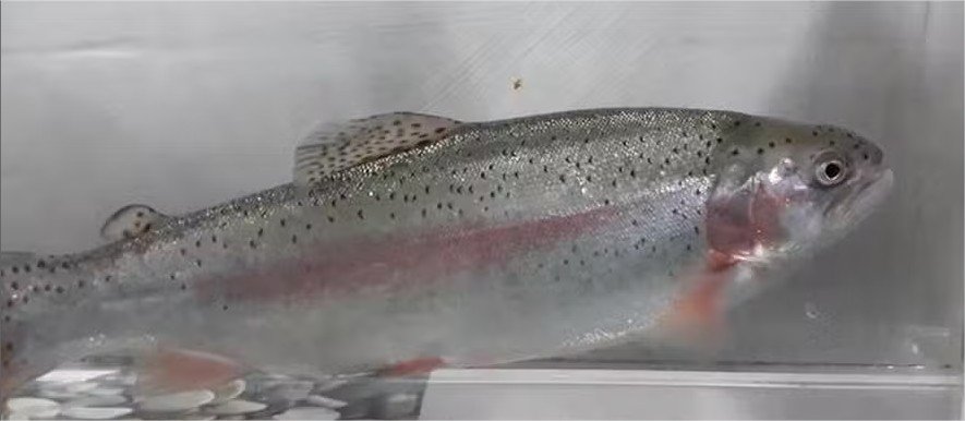 Peixes têm pescoço? Estes cientistas acham que sim; entenda por quê