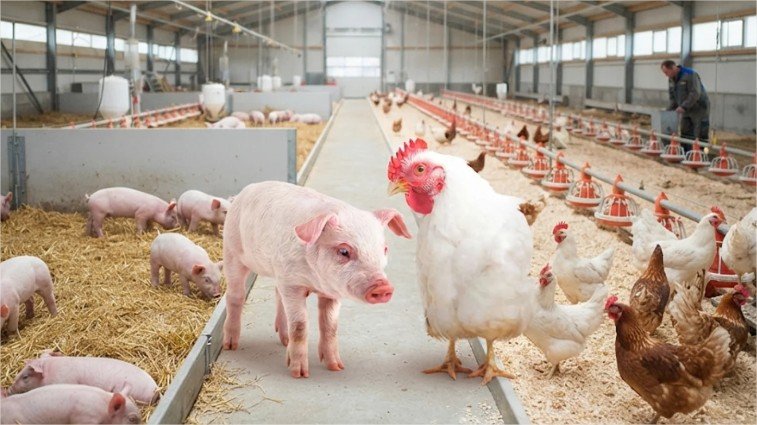 Custos de produção de frango e suíno apresentam trajetórias distintas em junho