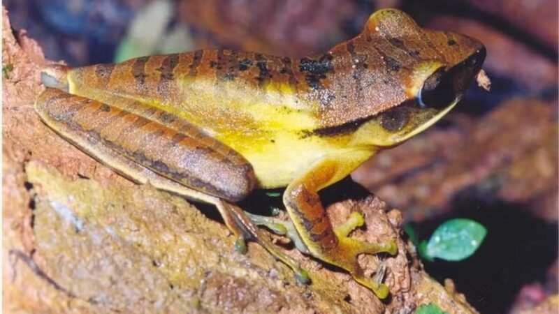 Substância encontrada em rã do Cerrado faz morango durar mais tempo