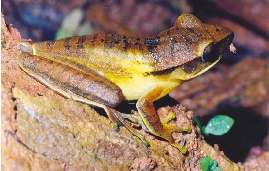 Substância encontrada em rã do Cerrado faz morango durar mais tempo