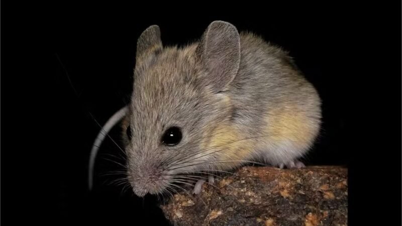 Este rato vive em altitudes maiores do que qualquer outro mamífero da Terra