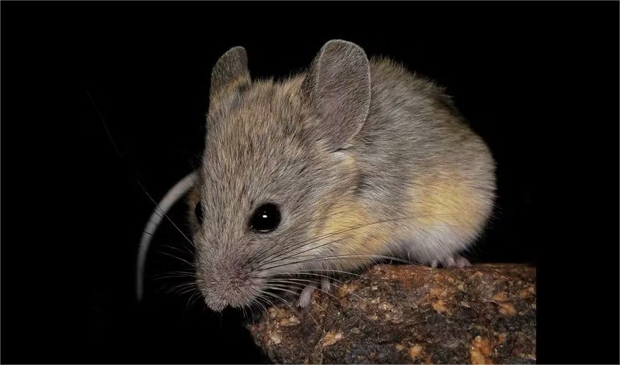 Este rato vive em altitudes maiores do que qualquer outro mamífero da Terra