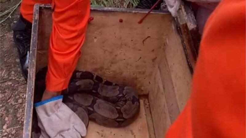 Corpo de Bombeiros resgata jiboia e bicho-preguiça em perímetro urbano de Guarantã do Norte