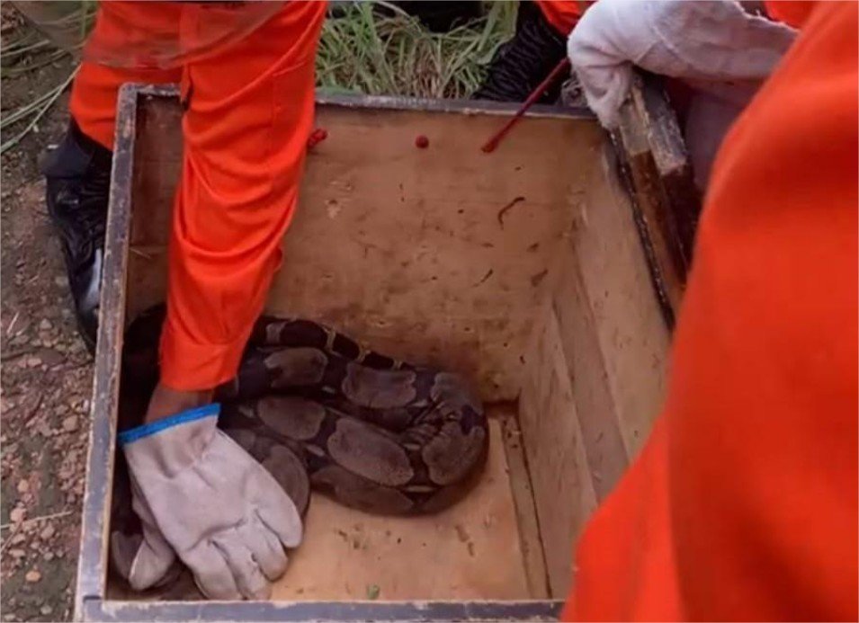 Corpo de Bombeiros resgata jiboia e bicho-preguiça em perímetro urbano de Guarantã do Norte