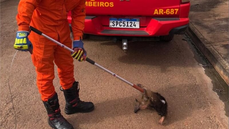 Corpo de Bombeiros resgata tamanduá-mirim encontrado em residência em Mirassol D’Oeste