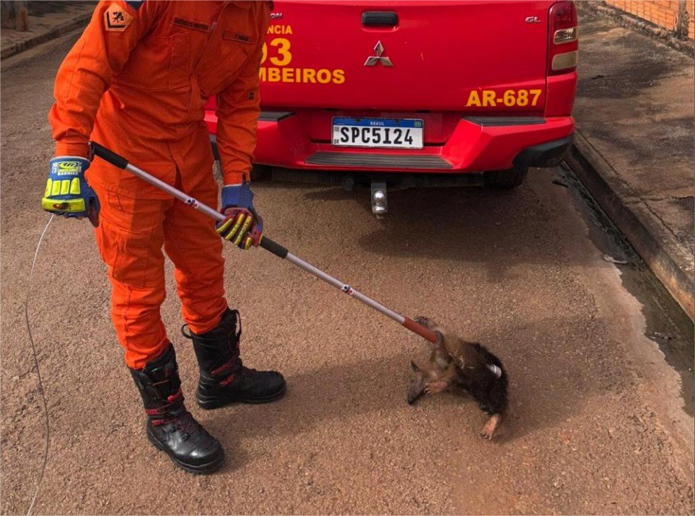 Corpo de Bombeiros resgata tamanduá-mirim encontrado em residência em Mirassol D’Oeste