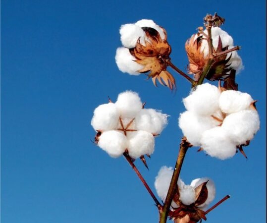 Mesmo com menos chão plantado, Mato Grosso se prepara para bater recorde de produtividade no algodão