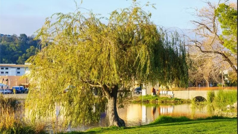 Certas árvores urbanas atrapalham o clima em vez de só ajudar, sugere estudo