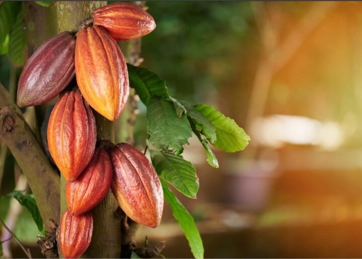 O ouro brown da floresta: como o cacau reescreve o futuro da roça em Mato Grosso