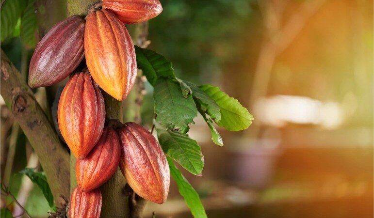 O ouro brown da floresta: como o cacau reescreve o futuro da roça em Mato Grosso