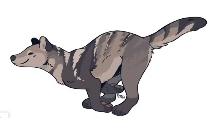 Cachorro de 30 milhões de anos era atarracado, escalava árvores e armava emboscadas