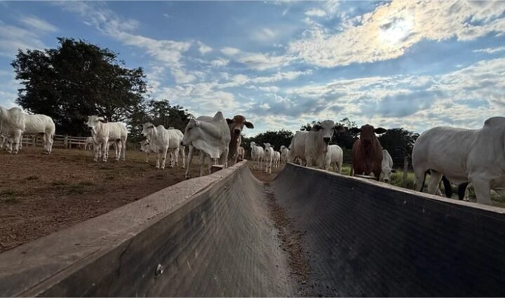 Confinamento em MT cresce 43% e deve atingir 1,33 milhão de animais em 2026, aponta Imea