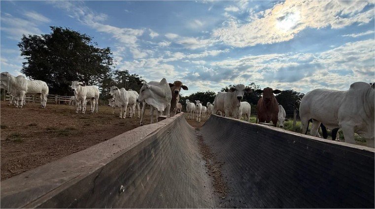 Confinamento em MT cresce 43% e deve atingir 1,33 milhão de animais em 2026, aponta Imea