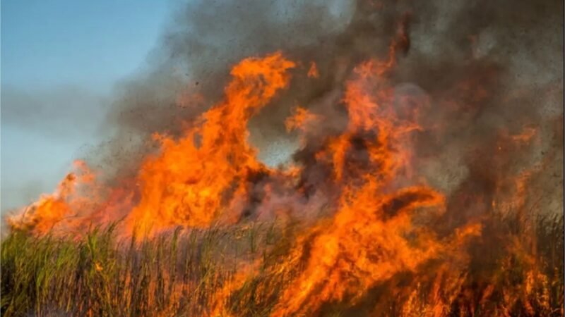 Mato Grosso registra disparada nos focos de calor e lidera ranking nacional de queimadas em 2026