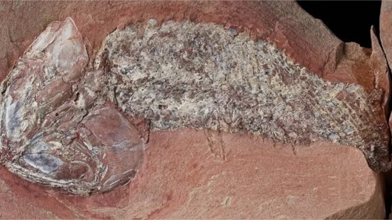 Fóssil de peixe de 254 milhões de anos encontrado em MT é identificado como nova espécie