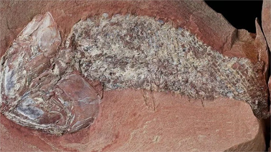 Fóssil de peixe de 254 milhões de anos encontrado em MT é identificado como nova espécie