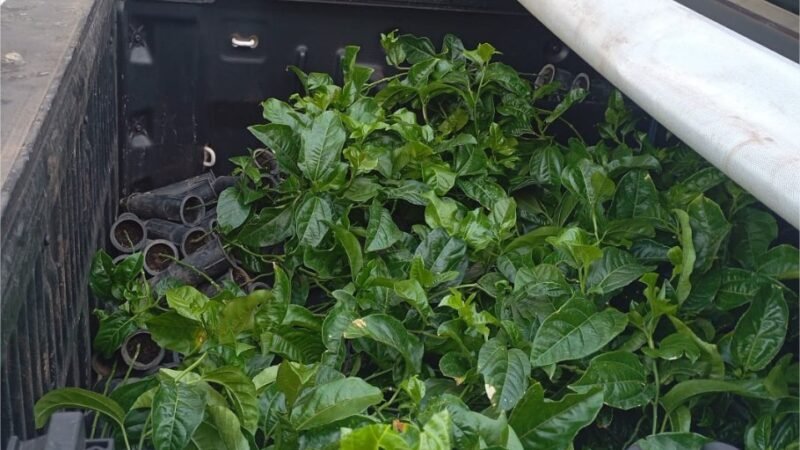 Quintais produtivos fortalecem agricultura familiar e aproximam alimentos do campo da mesa dos estudantes em Várzea Grande
