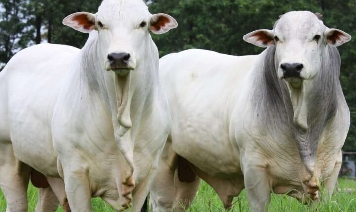 Boi gordo perde força em agosto, mas carne bovina segue valorizada
