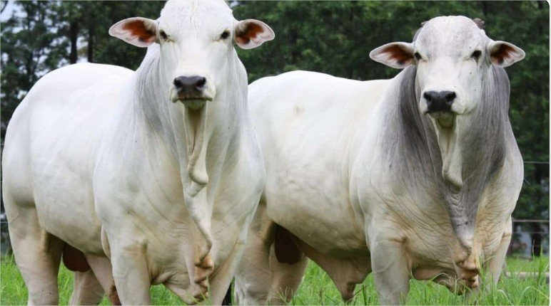 Boi gordo perde força em agosto, mas carne bovina segue valorizada