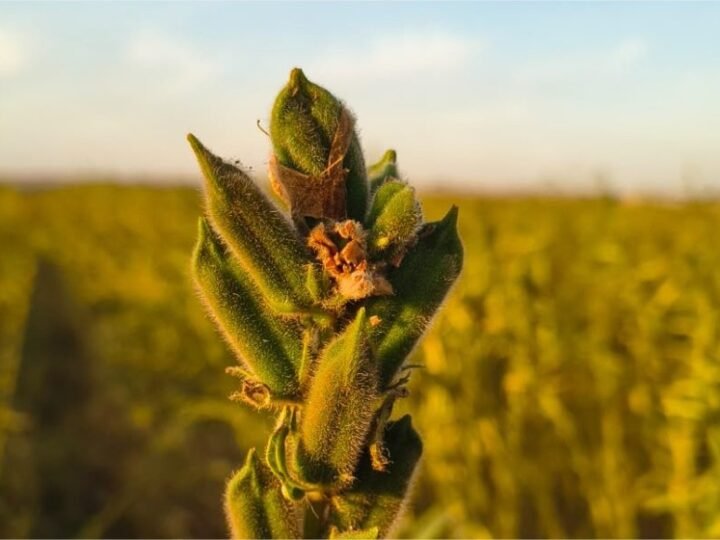 Nova cultivar aposta no avanço do gergelim em MT
