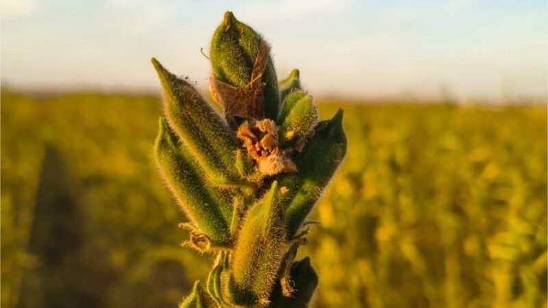 Nova cultivar aposta no avanço do gergelim em MT