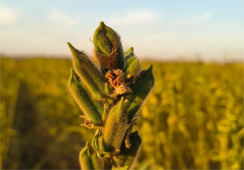 Nova cultivar aposta no avanço do gergelim em MT