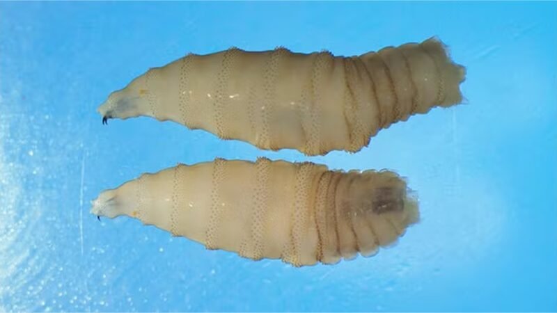 Larva comedora de carne humana já infectou mais de 500 pessoas no México