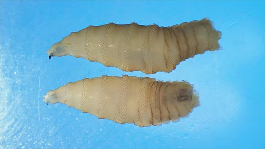 Larva comedora de carne humana já infectou mais de 500 pessoas no México