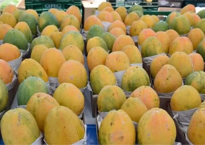 Menor oferta favorece reação dos preços do mamão havaí