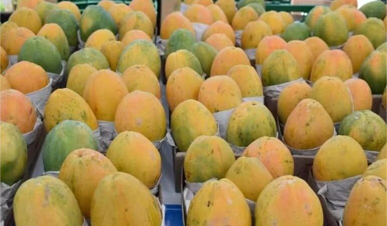 Menor oferta favorece reação dos preços do mamão havaí