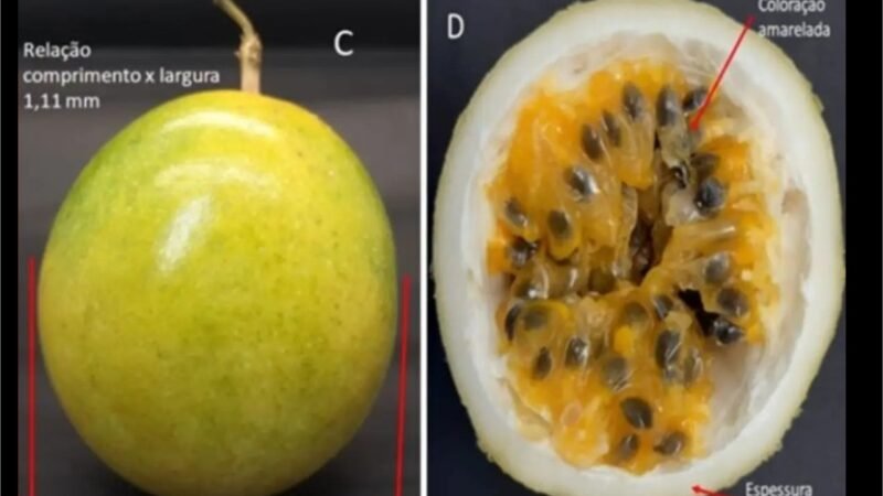 Criada pela Unemat, nova variedade de maracujá promete frutos mais cheios e maior rendimento ao produtor em Mato Grosso