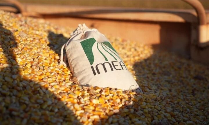 Milho bate 58 milhões de toneladas na safra 25/26 e MT atinge novo recorde de produção, revela Imea