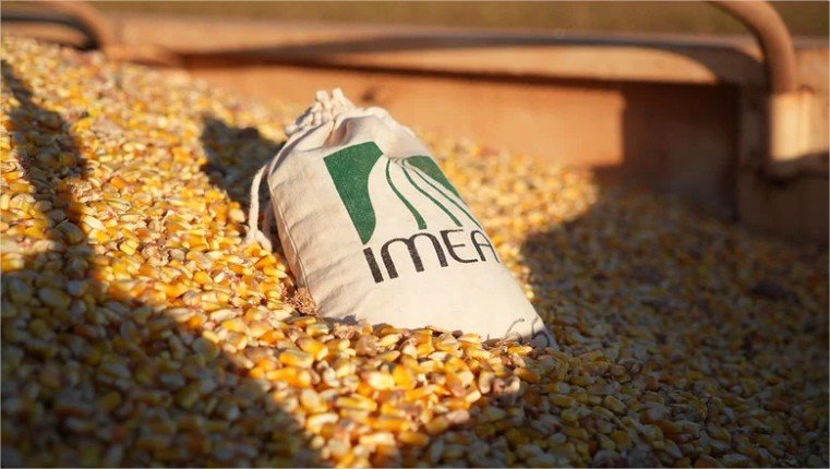 Milho bate 58 milhões de toneladas na safra 25/26 e MT atinge novo recorde de produção, revela Imea