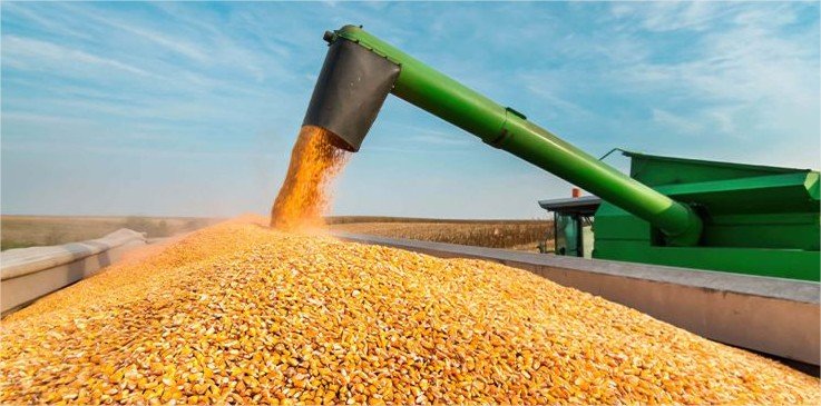 Milho mantém alta no mercado brasileiro mesmo com expectativa de safra recorde