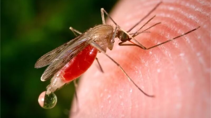 Pesticida contra a malária pode ter ajudado mosquitos a se apaixonar