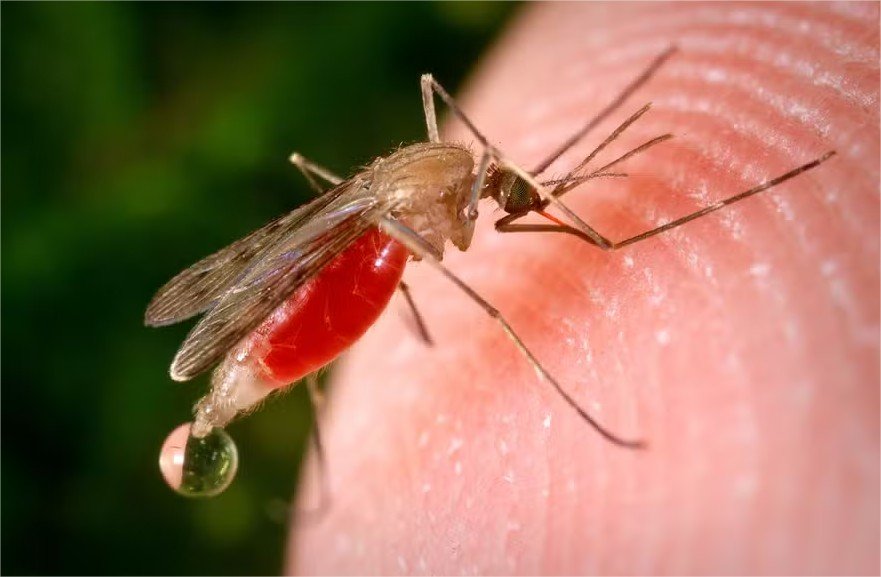 Pesticida contra a malária pode ter ajudado mosquitos a se apaixonar