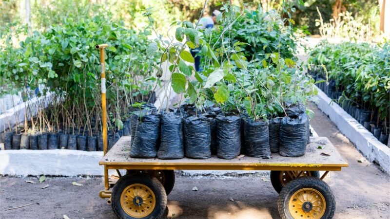 Horto Florestal recebe 1,5 mil mudas do Programa Verde Novo para arborização de Cuiabá