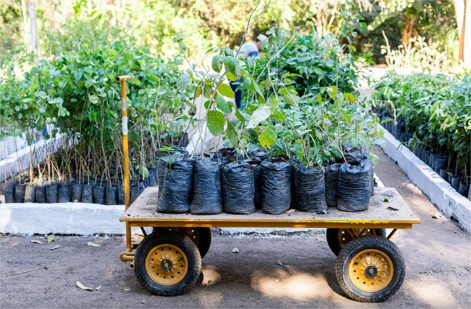 Horto Florestal recebe 1,5 mil mudas do Programa Verde Novo para arborização de Cuiabá
