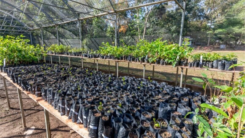 Mutirão produz 3 mil mudas para reforçar arborização e doação em Cuiabá