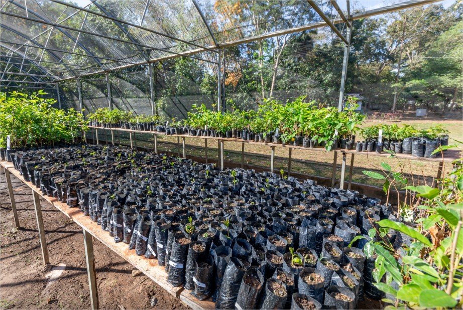 Mutirão produz 3 mil mudas para reforçar arborização e doação em Cuiabá