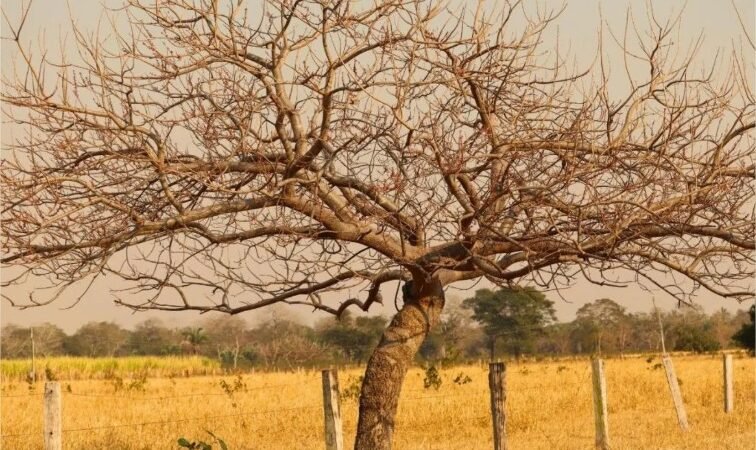 Super El Niño no Pacífico acende alerta sanitário para colapso simultâneo na saúde pública de Mato Grosso