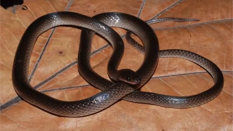 Nova espécie de serpente é batizada em homenagem a Slash do Guns n’ Roses